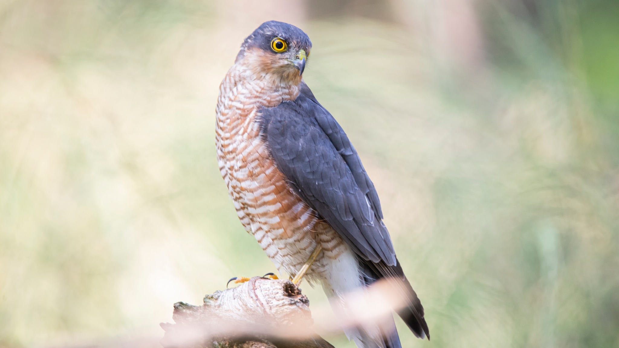 Eurasian sparrowhawk in a lake